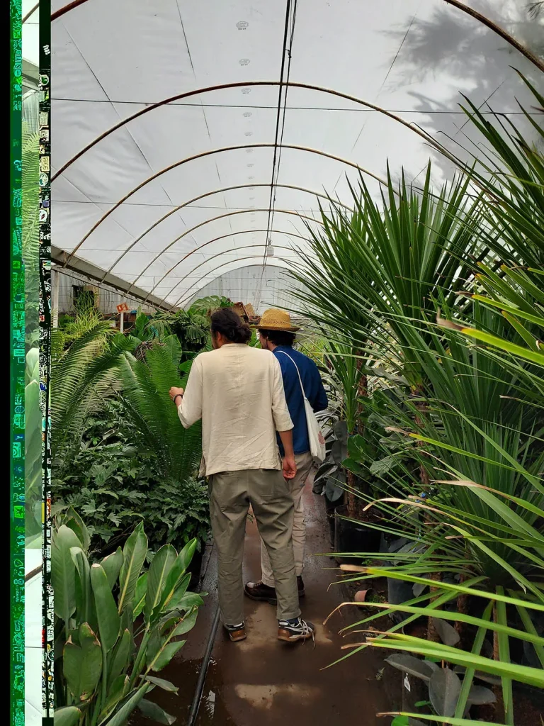 Visite de l'équipe de Miroardo de la pépinière Chinampas à Oaxaca au Mexique.
