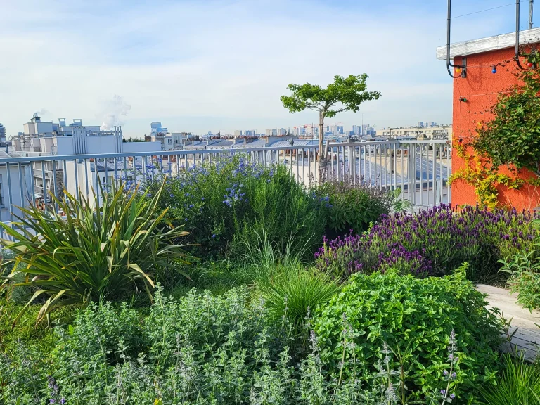 Vue d'un arbre planté sur un toit-terrasseréalisé par Miroardo dans le 11e arrondissement de Paris