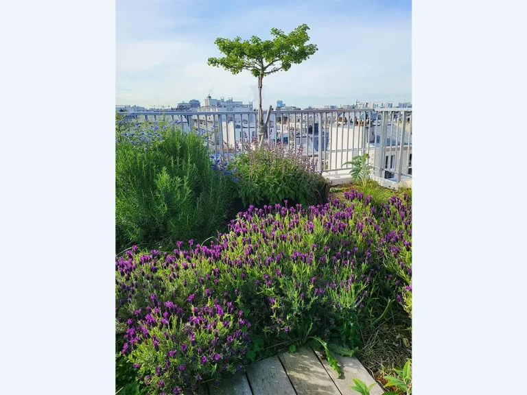 1-toit-terrasse-detail-arbre-paris