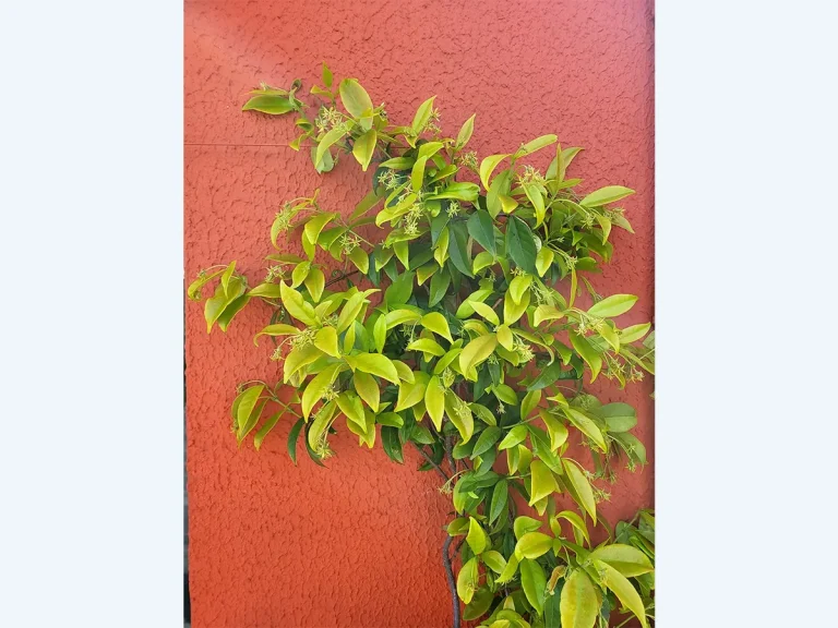 2-toit-terrasse-detail-feuilles-paris