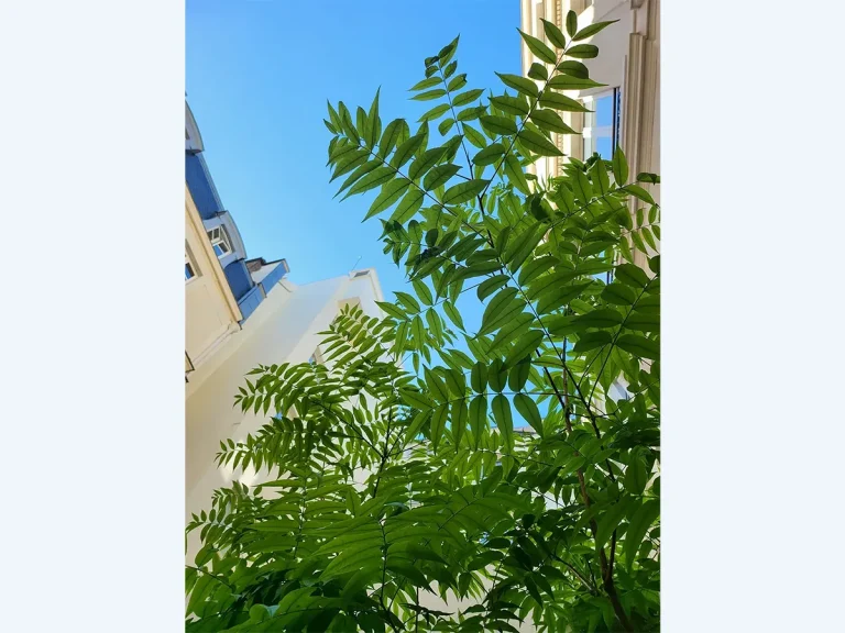 3-loewe-patio-detail-feuille-paris