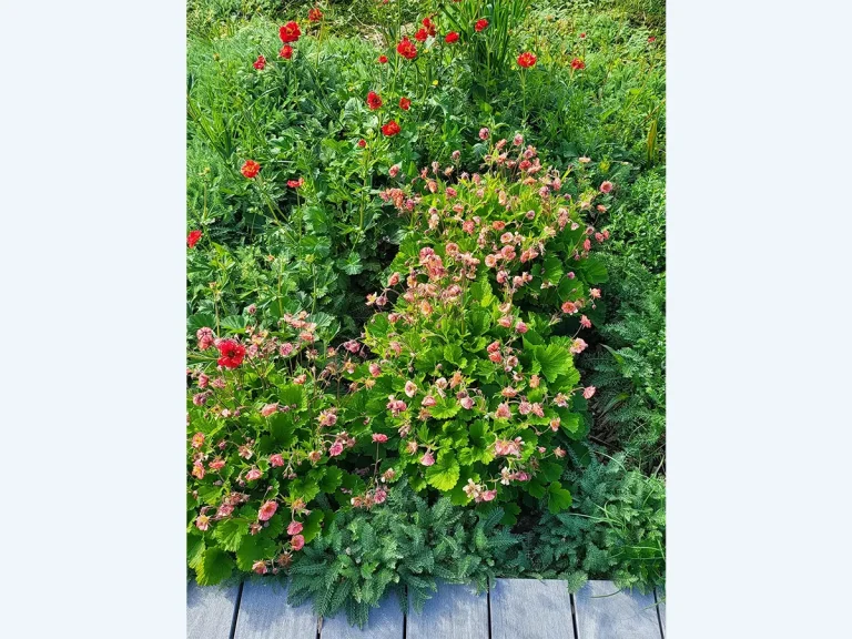 4-toit-terrasse-detail-fleur-paris2