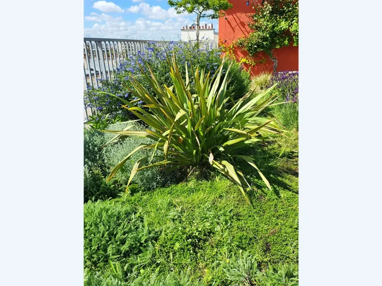 5-toit-terrasse-detail-plantes-paris